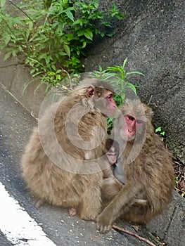 Japanese Macaque Family in Izu Peninsula photo